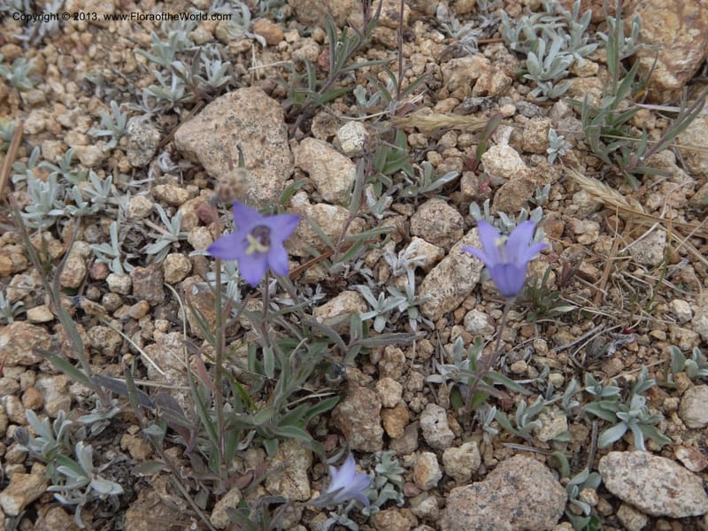 Campanula, Davidson, C #12084--ID, Valley Co., Elk Summit, 7 Aug 2012 DSC00699 (5).JPG