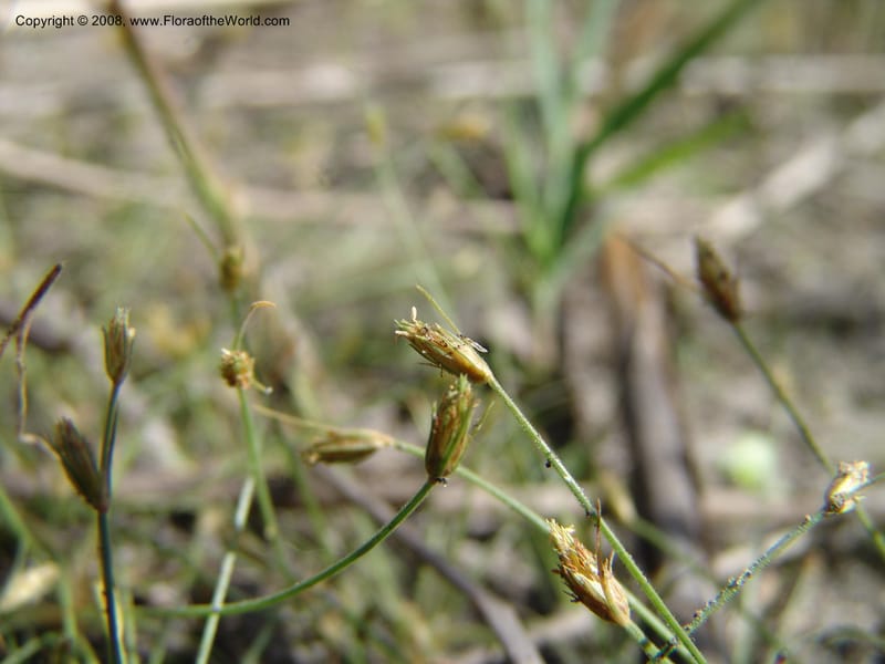 Scirpus--Spain. Andalucia. Parque Nacional Donana. 7 Oct 04. 171.jpg