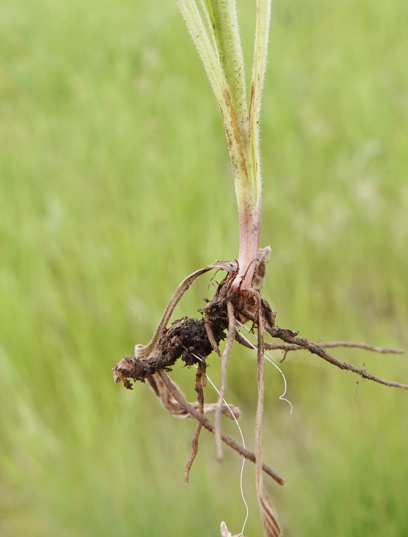 Arnica sororia, C. Davidson 13758--Oregon. Wallowa Co. Zumwalt.Trail Cr. Rd. 4 Jun 2018. DSC04078 (286).JPG