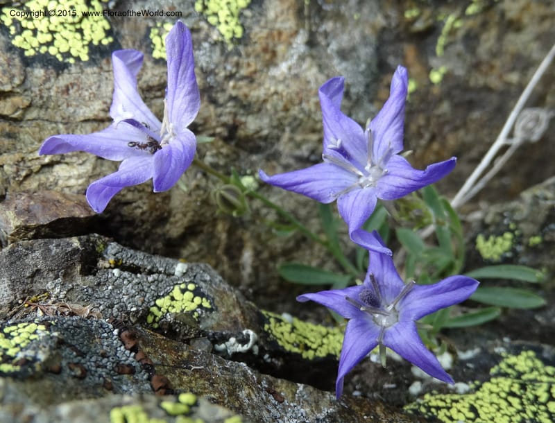 Campanula, Davidson, C 12592B--ID. Idaho Co. Seven Devils Camp Ground. 15 Jul 2014. DSC00113 (162).JPG