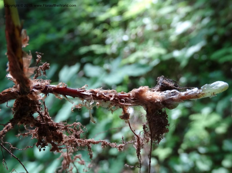 Gymnocarpium dryopteris, Davidson, C 12848--ID. Shoshone Co. St. Hwy 4. E of Burke. 2 Jul 2015. DSC07383 (55).JPG