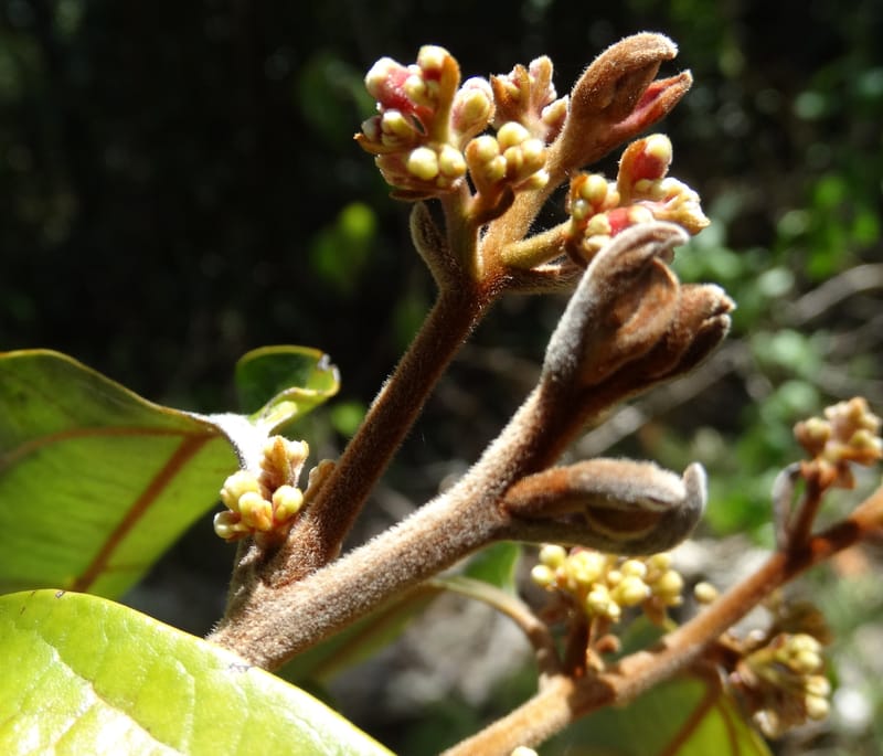 Cryptocarya turrilliana, Lowry, P 7352--Fiji. Nabouwalu Rd. 5 Nov 2015. DSC09606 (16).JPG