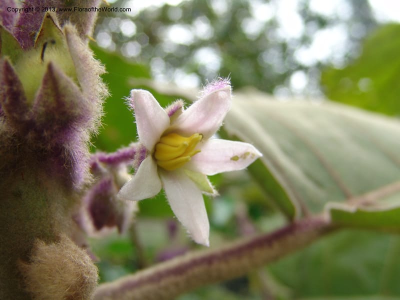 Solanum quitoense--Kenya. Limuru. Garden of Sue Brown. 10 July 04. 016.jpg