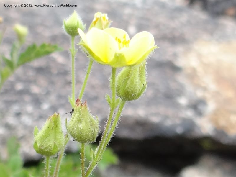 Drymocallis pseudorupestris, Davidson, C 12083--ID. Valley Co. Elk Summit. 7 Aug 2012. DSC04187 (98).JPG