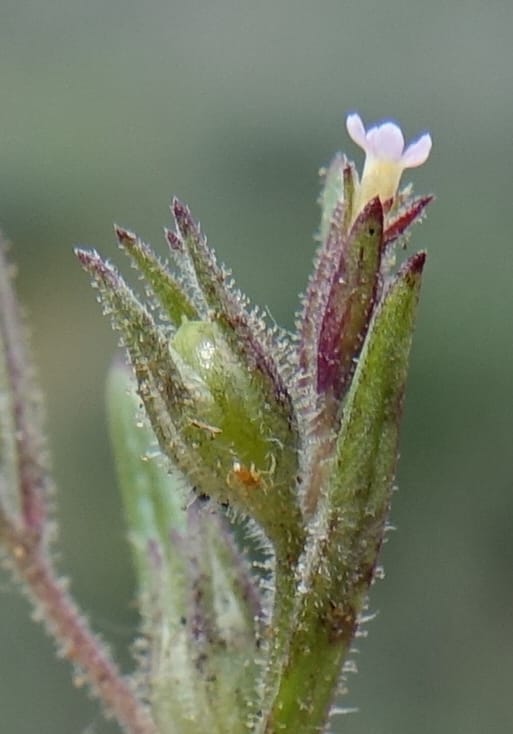 Microsteris gracilis var. humilior, C. Davidson 13566--ID. Blaine Co. Rock Creek Preserve. TNC. 14 May 2017. DSC00477 (123).JPG