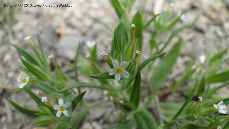Microsteris gracilis, C. Davidson 11773--ID. Idaho Co. Warren Summit. 28 July 2010. 132 (34).jpg