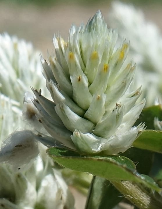 Gomphrena celosioides, L. Nanyeni 1167--Namibia. Hwy B1 S of Okahandja at Swakop R. bridge. 16 May 2018.  (20).JPG