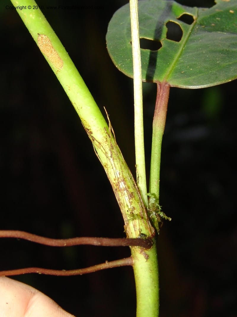 Anthurium bernardii, Croat 95946--Ecuador. Edo. Pichincha. Bosque Nublado Sta. Lucia. 14 Mar 06. 428 (11).jpg