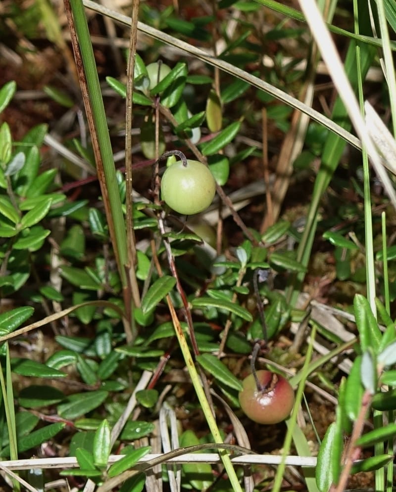 Vaccinium oxycoccus--Japan. Hokkaido. Sarobetsu. 4 Aug 2016. DSC00970 (129).JPG