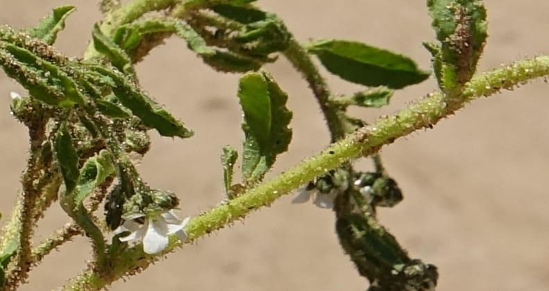 Limeum myosotis, L. Nanyeni 1158--Namibia. B1 to Rehoboth, Frankie Fredricks St. 15 Mar 2018. DSC00565 (449).JPG