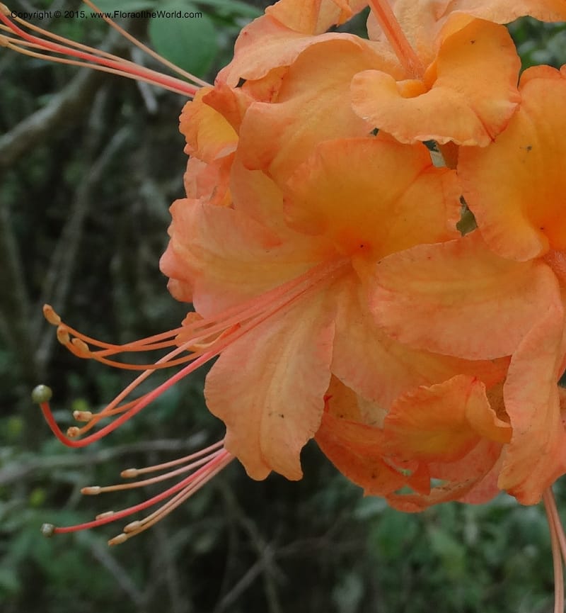 Rhododendron calendulaceum, Davidson, C 12949--North Carolina. Trans. Co. Yellow Gap Rd. Pink Beds. 11 May 2015. DSC03958 (6).JPG