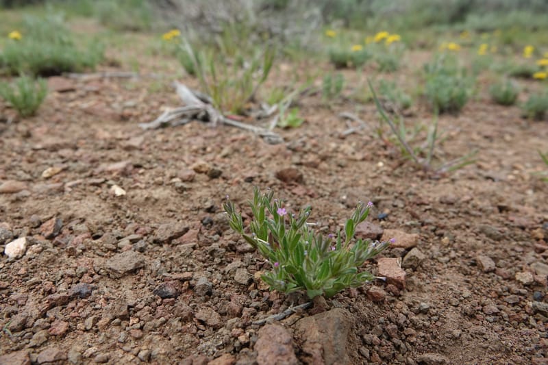 Microsteris gracilis var. humilior, C. Davidson 13566--ID. Blaine Co. Rock Creek Preserve. TNC. 14 May 2017. DSC00477 (116).JPG