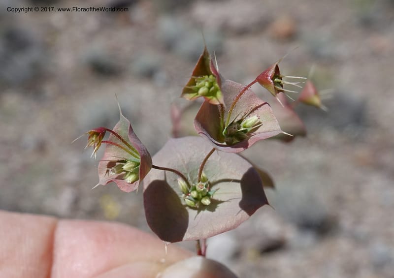 Oxytheca perfoliata, Davidson, C 13128--California. Inyo Co. Mahogany-Wild Rose Rd. 19 Apr 2016.  (162).JPG