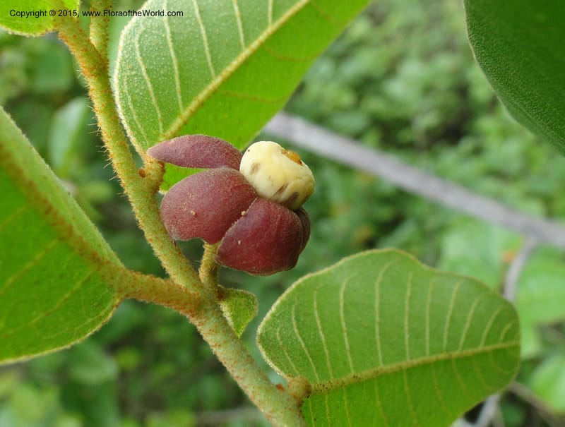 Uvaria, Regalado 1954--Viet Nam. Forest Block 19. 15 May 2011. 144 (4).jpg