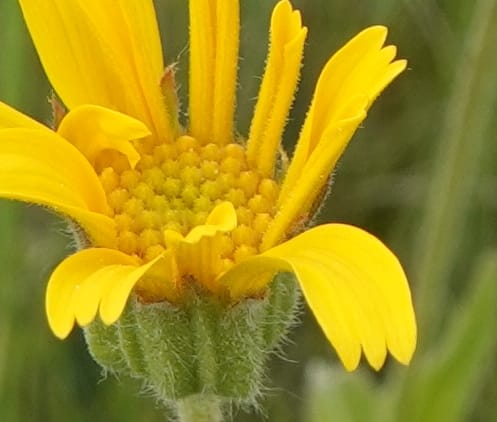 Arnica sororia, C. Davidson 13758--Oregon. Wallowa Co. Zumwalt.Trail Cr. Rd. 4 Jun 2018. DSC04078 (279).JPG