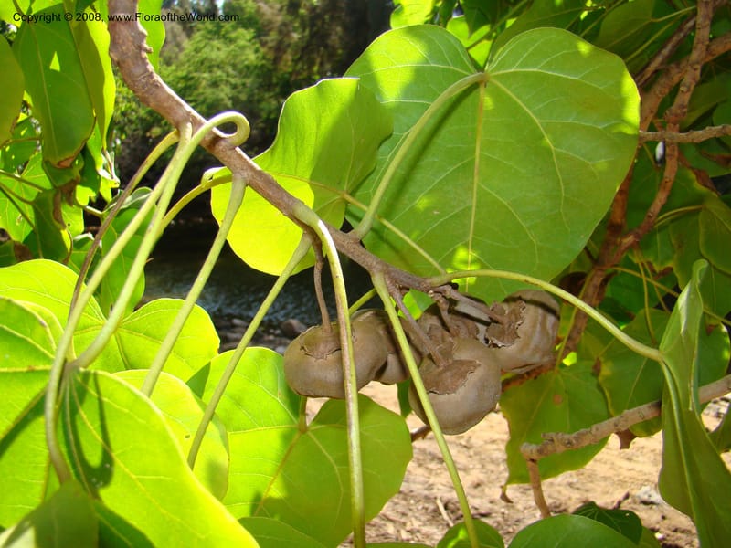 Thespesia populnea--Hawaii. W Maui. DT Fleming St Beach Park. 26 Mch 08. 005.jpg