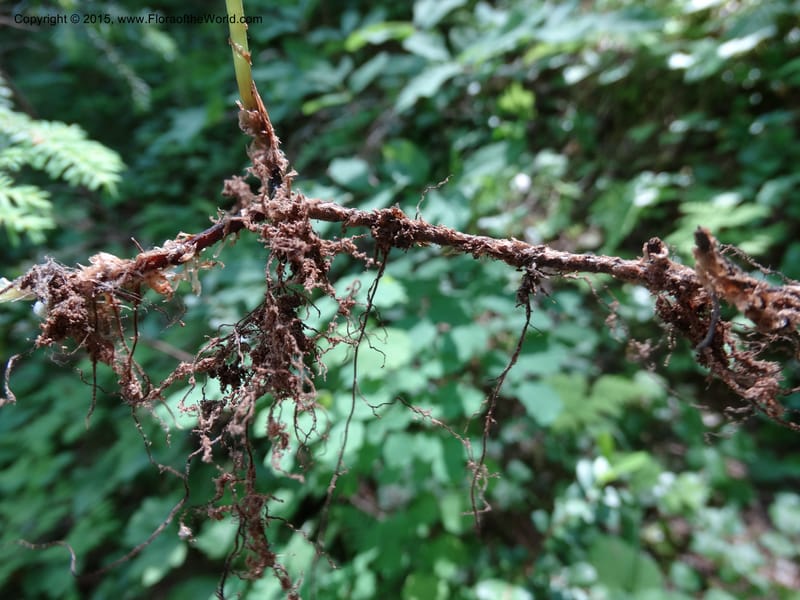 Gymnocarpium dryopteris, Davidson, C 12848--ID. Shoshone Co. St. Hwy 4. E of Burke. 2 Jul 2015. DSC07383 (53).JPG