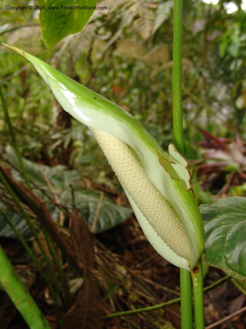Anthurium longistrorsum, Croat93572--Ecuador. Prov. Sucumbio. Jct w rd to San Rafael Falls. 18 Aug 04. 061.jpg