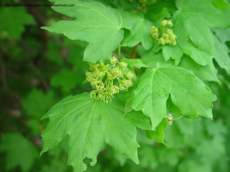 Acer platanoides--Italy. Abruzzo. Parque Naz. Majella. 8 May 03. 059.jpg