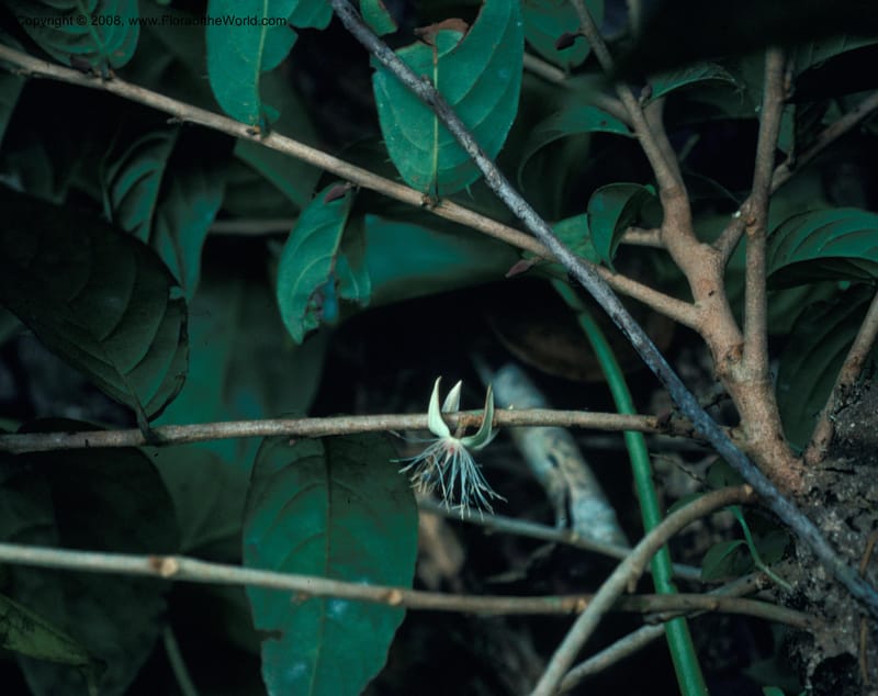 Ryania speciosa, CDavidson3642--Peru. Loreto. Pena Negra, ca. Iquitos. 20 Nov 75. 003.jpg