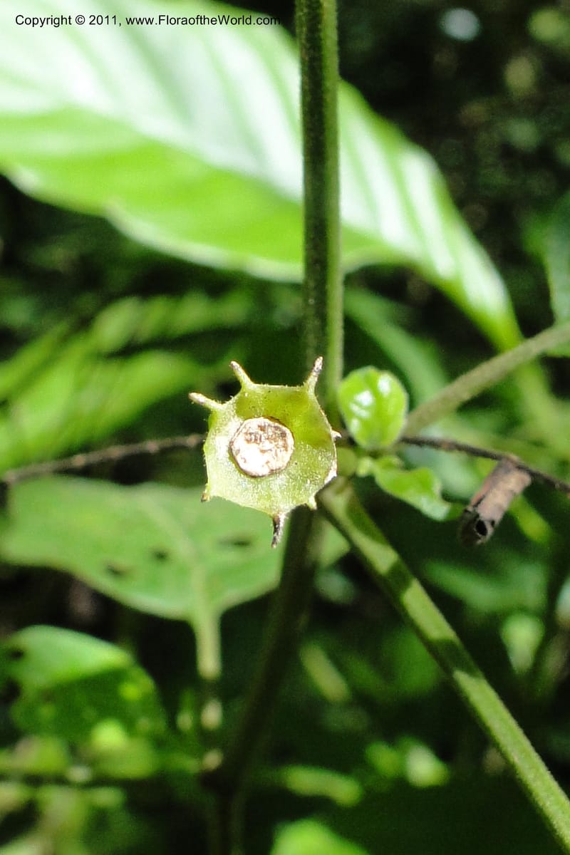 Capsicum, W. D. Stevens 31295--Paraguay. Edo. Concepcion. Garay Cue. 21 Mar 2011. 121 (7).jpg