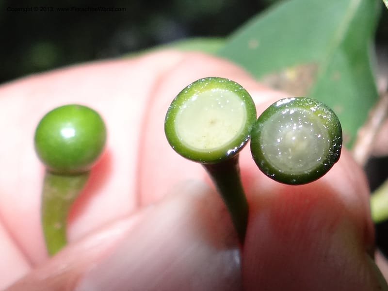 Lindera chienii, Davidson, C 11955--China. Zhejiang Priv. Tian Mu Shan. 31 May 2012. DSC00927 (168).JPG