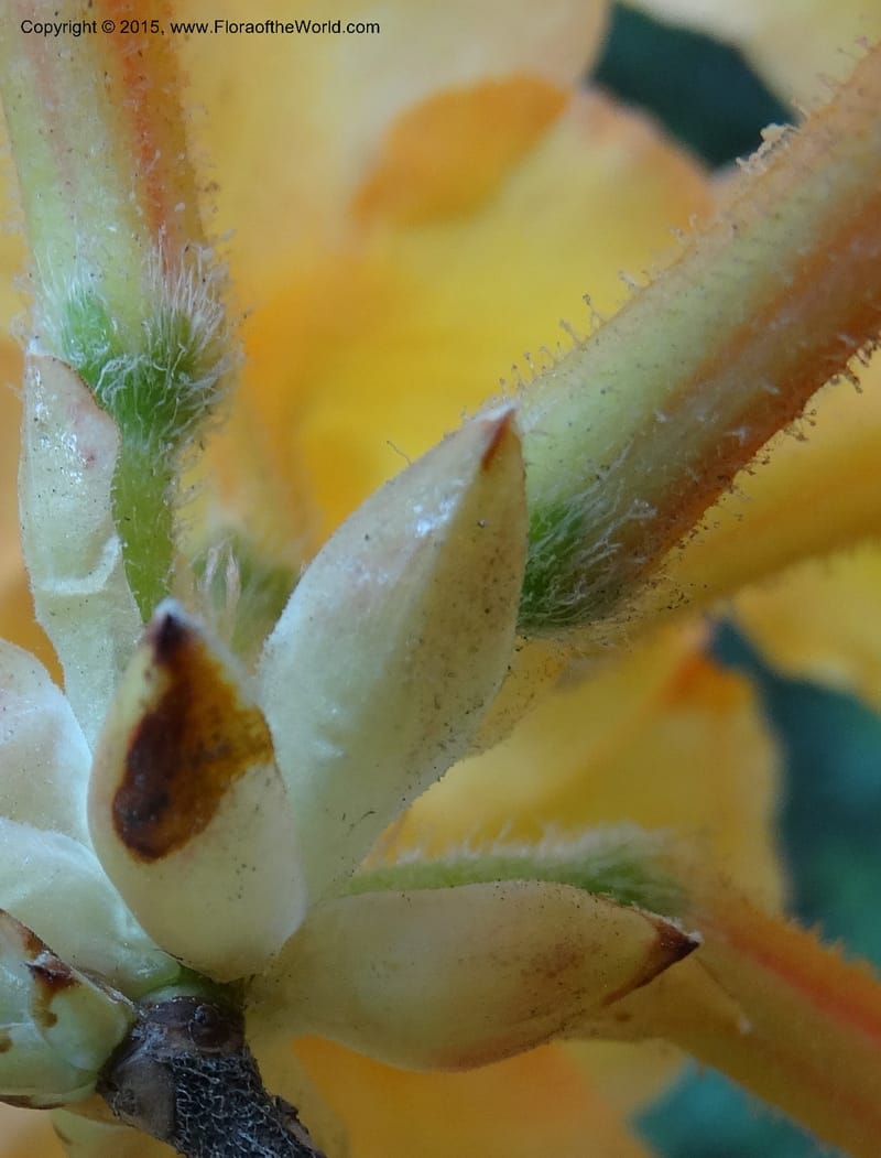 Rhododendron calendulaceum, Davidson, C 12949--North Carolina. Trans. Co. Yellow Gap Rd. Pink Beds. 11 May 2015. DSC03958 (16).JPG