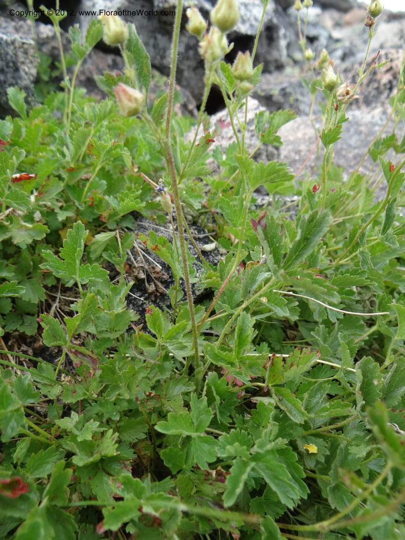 Drymocallis pseudorupestris, Davidson, C 12083--ID. Valley Co. Elk Summit. 7 Aug 2012. DSC04187 (102).JPG