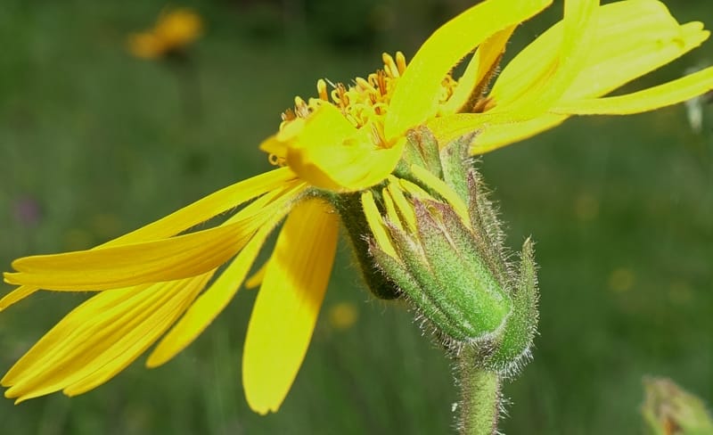 Arnica montana, Callmander, M 1293--Switzerland. Oberwald. Chapel St. Nikolas. 2 Jul 2016. DSC07728 (567).JPG
