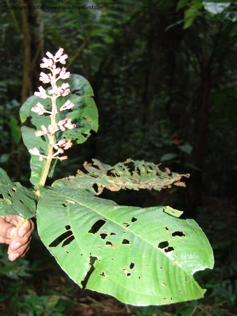 Miconia impetiolaris, RVasquez33019--Peru. Pillcopata. Qbda Pini Pini. 29 Oct 07. 844.jpg