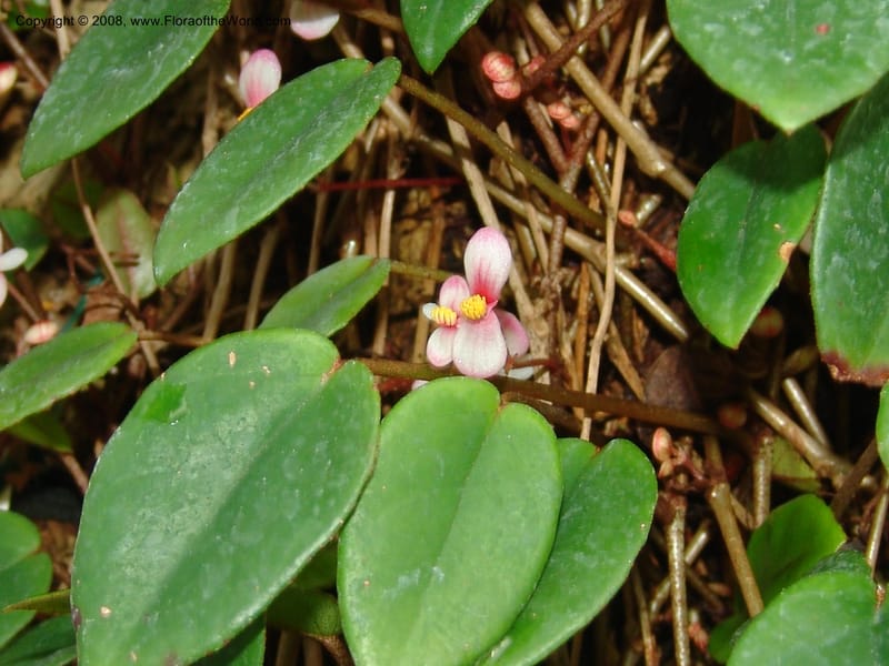 Begonia eleagnifolia--France. Nancy. Jard. Bot. Montet. 2 May 05. 170.jpg