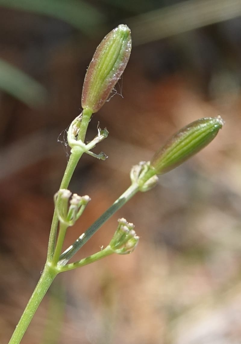 Lomatium idahoense, C. Davidson 13706--ID. Idaho Co. Road to Smith Knob L.O. 11 July 2017. DSC03081 (186).JPG