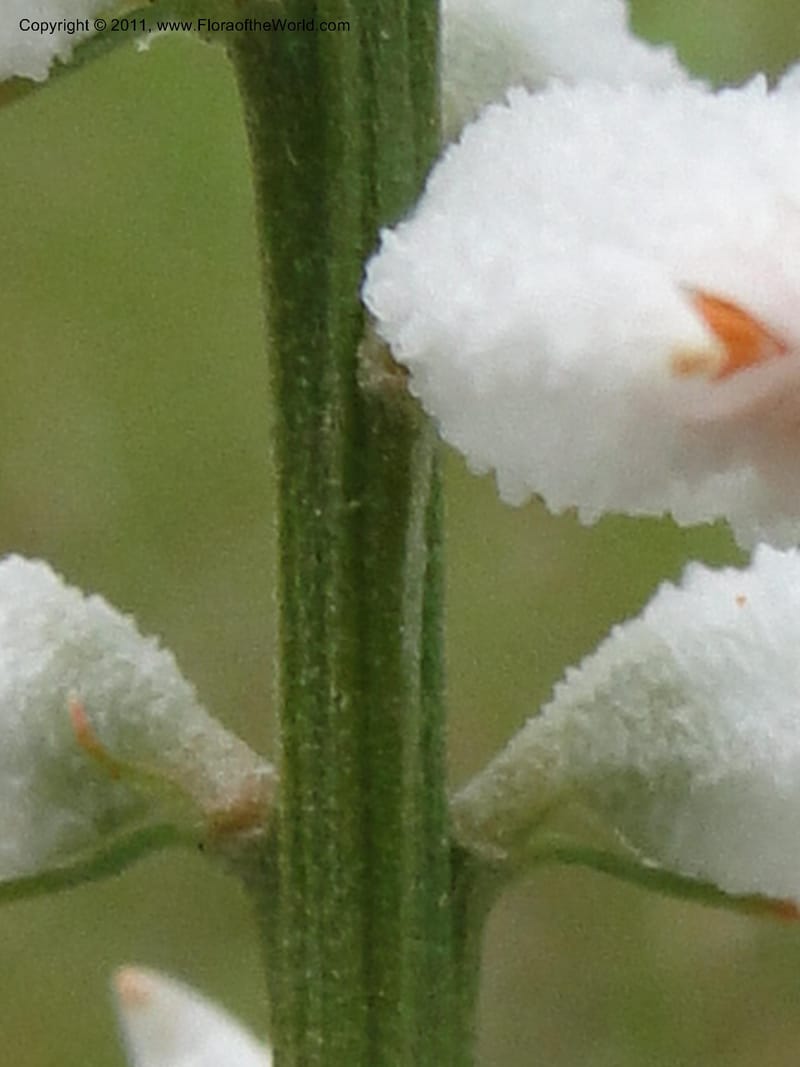 Aletris farinosa, Davidson, C 11748, USA, North Carolina, Brunswick County, Green Swamp off Hwy 211, W of Wilmington, 22 May 2010 (9).JPG
