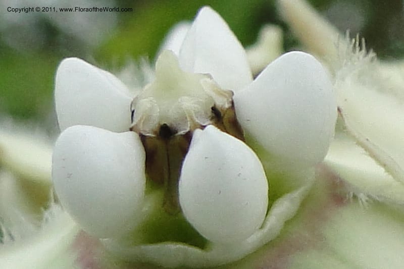 Funastrum clausum, W. D. Stevens 31011--Paraguay. Edo. Pres. Hayes. Rta. 9. 13 Mar 2011. 258 (14).jpg