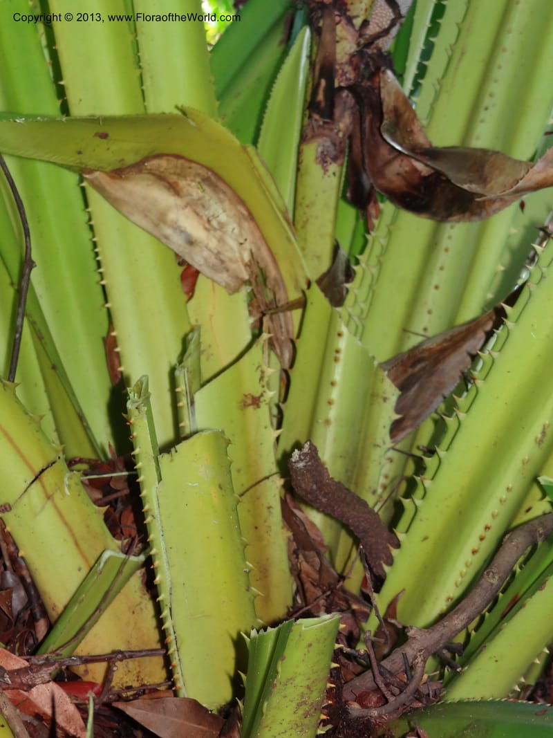 Pandanus epiphyticus, Callmander 1014--Malaysia, Sarawak. Bako Nat. Park. Paku Trail. DSC06071 (67).JPG