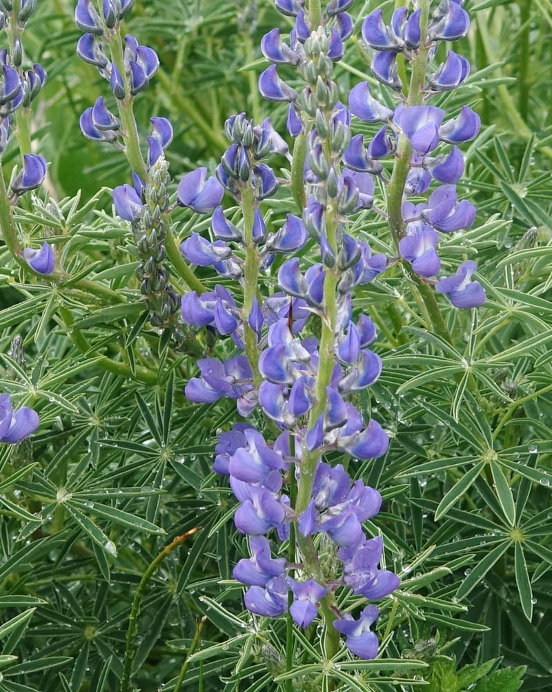 Lupinus argenteus, C. Davidson 13628--ID. Fremont Co. Flat Ranch Preserve (TNC). 16 Jun 2017. DSC01715 (70).JPG
