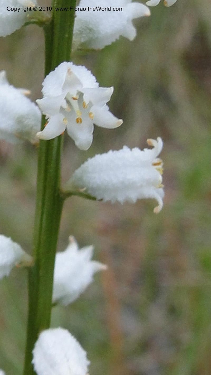 Aletris farinosa, C. Davidson 11748--North Carolina. Brunswick Co. Green Swamp. 21 May 2010. 362 (96).jpg