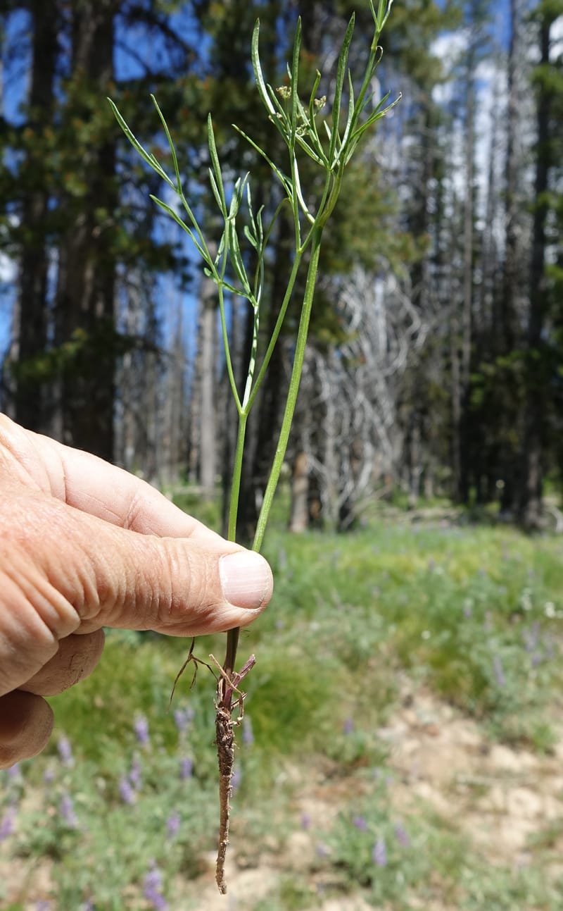 Lomatium idahoense, C. Davidson 13706--ID. Idaho Co. Road to Smith Knob L.O. 11 July 2017. DSC03081 (193).JPG