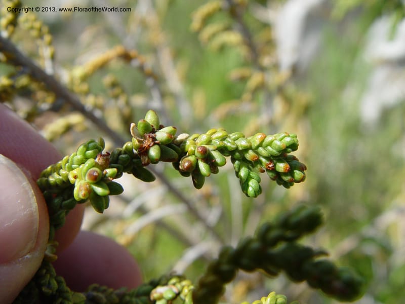 Thymelaea hirsuta--Spain. Andalucia. On C333, ca. 5 km E of Orgiva. 14 Ap (137).jpg