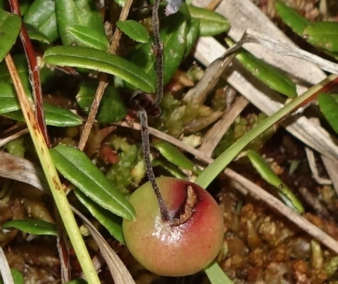 Vaccinium oxycoccus--Japan. Hokkaido. Sarobetsu. 4 Aug 2016. DSC00970 (133).JPG