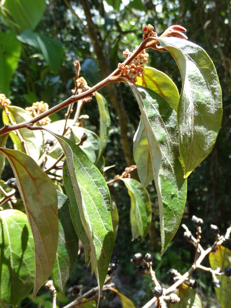 Cryptocarya turrilliana, Lowry, P 7352--Fiji. Nabouwalu Rd. 5 Nov 2015. DSC09606 (3).JPG
