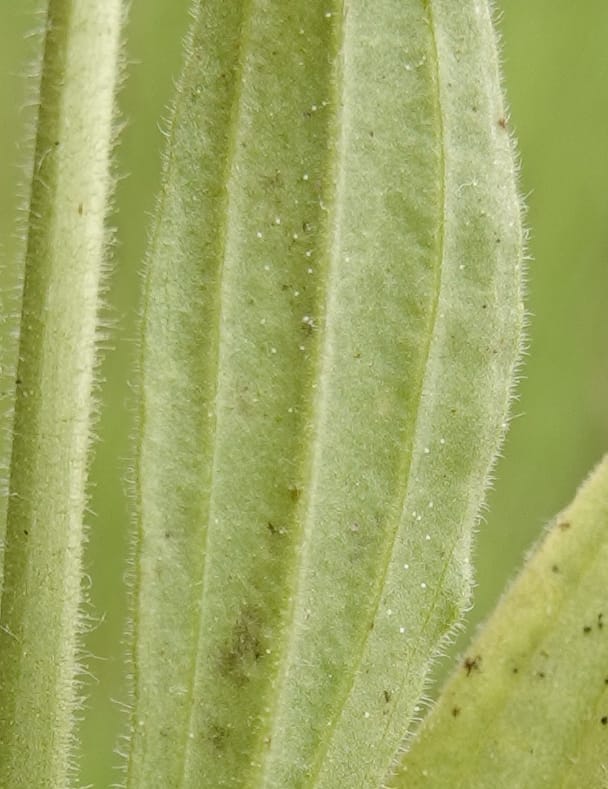 Arnica sororia, C. Davidson 13758--Oregon. Wallowa Co. Zumwalt.Trail Cr. Rd. 4 Jun 2018. DSC04078 (296).JPG