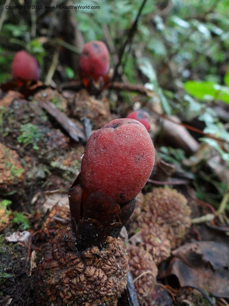 Balanophora papuana, SAN.153221--Malaysia, Sabah. Mt. Kinabalu. 5 Apr 2012. DSC06767 (3).JPG