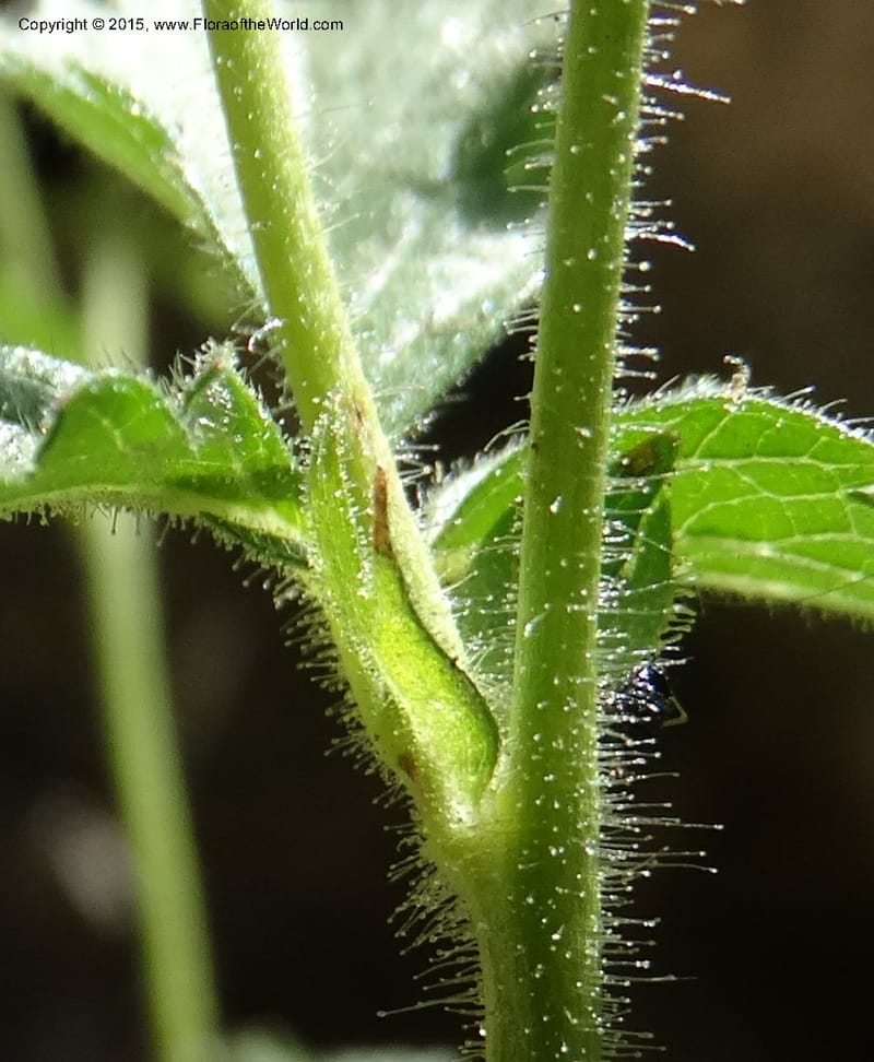 Drymocallis pseudorupestris, Davidson, C 12863--ID. Idaho Co. Seven Devils Mtns. 20 Jul 2015. DSC07745 (44).JPG