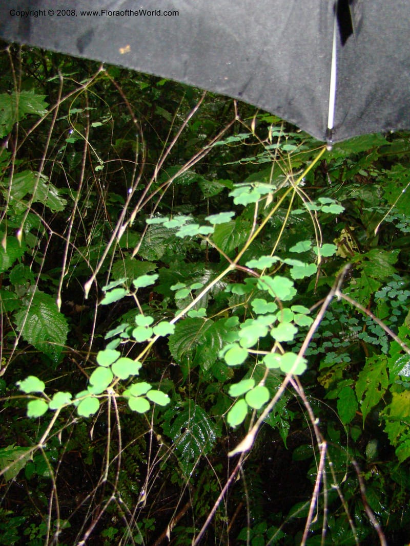 Thalictrum rhynchocarpum, RGereau7028--Tanz. Mbeya Rural Distr. Ngozi Crater. 26 Jan 08. 057.jpg