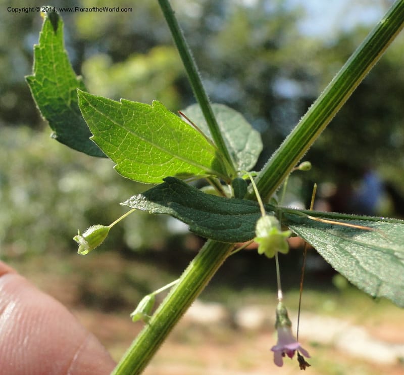 Hyptis elegans, Stevens, W.D. 31077, Cerro Cora, 15 Mar 2011 1485 (8).JPG