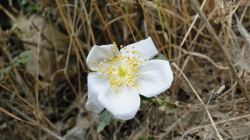 Rosa elymaitica, A. G. Miller 121.3--Iraq. Kurdistan. Shakh-i Pira Magun. 9 June 2010. 272 (5).jpg