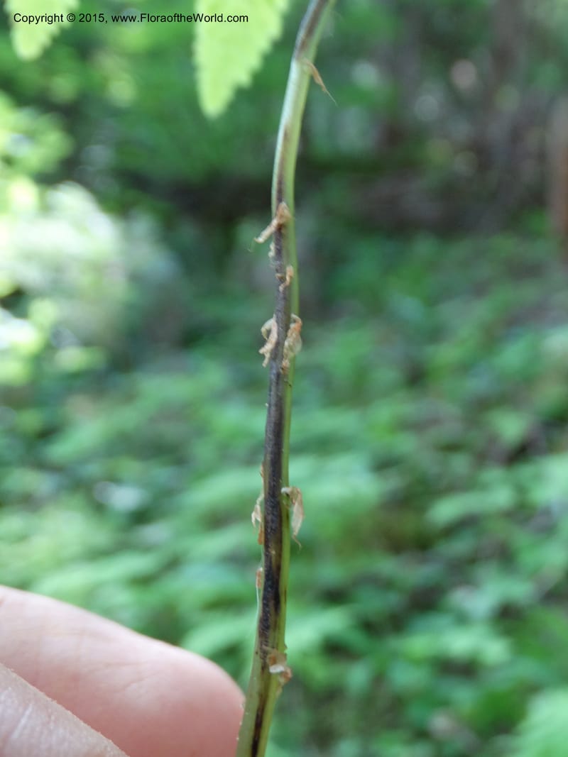 Gymnocarpium dryopteris, Davidson, C 12848--ID. Shoshone Co. St. Hwy 4. E of Burke. 2 Jul 2015. DSC07383 (50).JPG