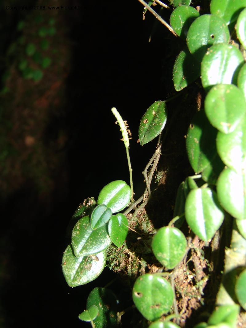 Peperomia, Croat93338--Ecuador. Prov. Los Rios. Cerro Samama, E of Pita. 14 Aug 04. 079.jpg