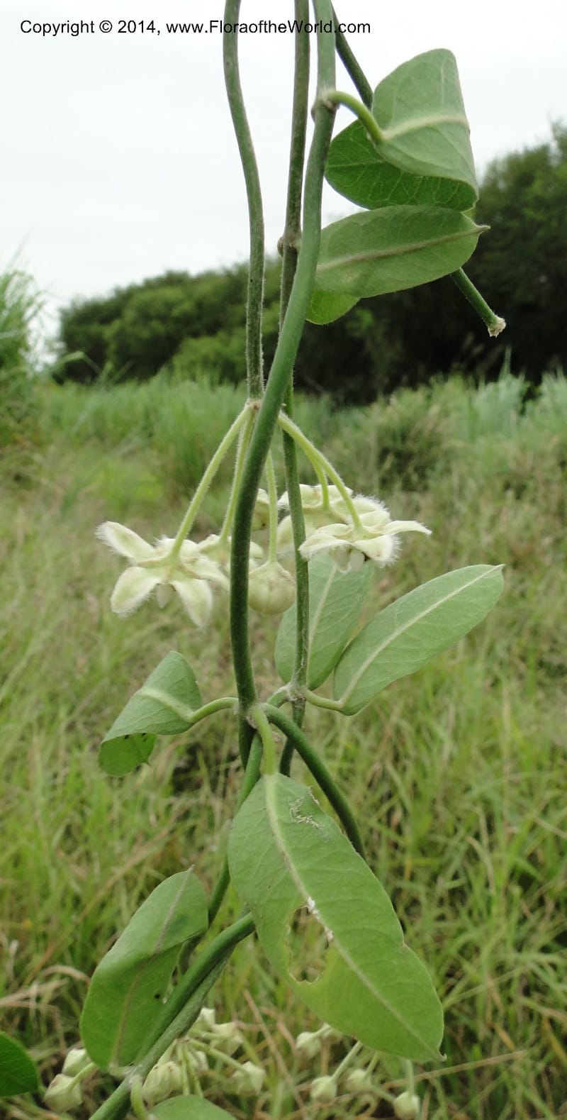 Funastrum clausum, Stevens, W.D. 31011, Transchaco, 13 Mar 2011 1156 (21).JPG